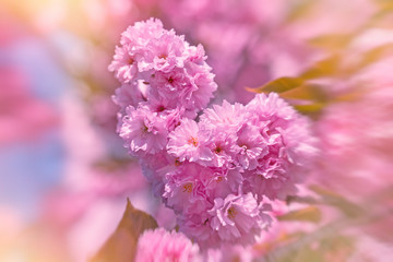 Flowering in spring -  Japanese cherry tree