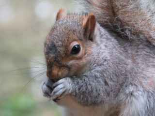 Naklejka na ściany i meble Close up of a grey squirrel eating nuts and birdseed in the park 