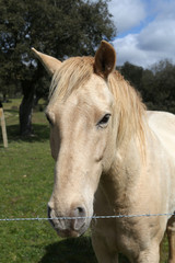 Obraz premium Caballo