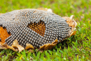 sunflower lying on the grass
