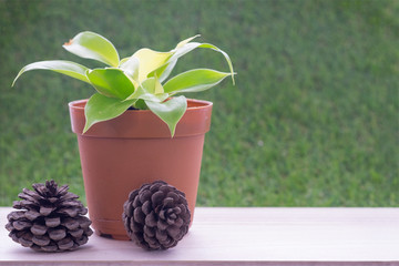 Small plant in brown flower pot on wooden table and grass wall background and dry pine tree fruit/Small plant in flower pot and dry pine tree fruit