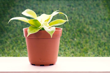 Small plant in brown flower pot on wooden table and grass wall background in warm tone/Small plant in flower pot in warm tone