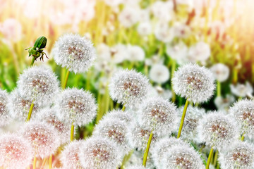 Fluffy dandelion flower against the background of the summer lan