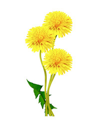 dandelion flowers isolated on white background