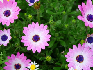 Cape marigold