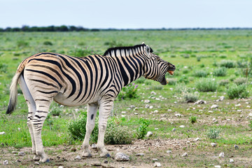 Zebra in Etosha, Namibia