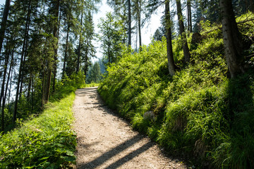 Den Weg hinauf durch den Wald