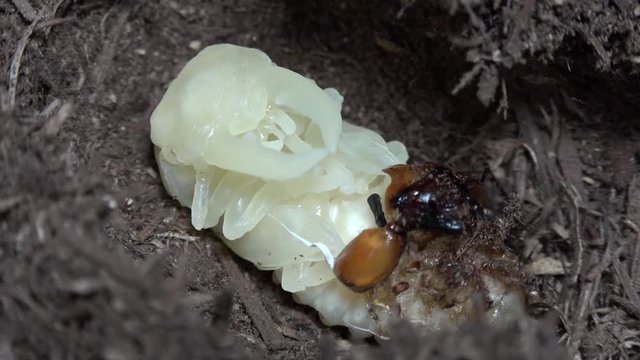 クワガタムシの蛹化 すまとらおお