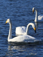 Obraz premium Swans on the lake in Siberia