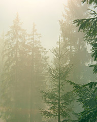 Foggy forest
