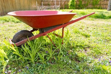 Old Wheelbarrow in sunny back yard in tall grass and weeds. 