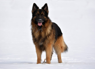 Search photos "german shepherd dog"