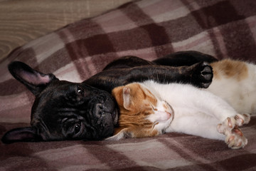 White cat and black dog sleeping together under a knitted blanket. Friendship cats and dogs, animals in the apartment house. Cute pets. Love the different species of animals 