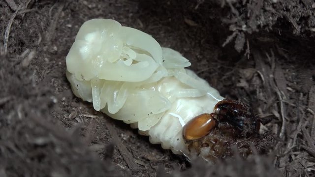 クワガタムシの蛹化 スマトラオオヒラタヒラタクワガタ
