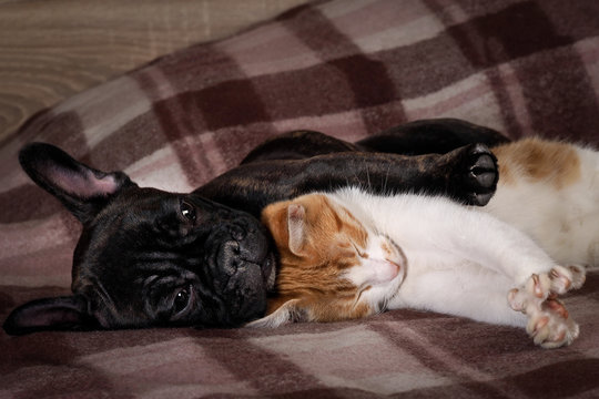 White Cat And Black Dog Sleeping Together Under A Knitted Blanket. Friendship Cats And Dogs, Animals In The Apartment House. Cute Pets. Love The Different Species Of Animals 