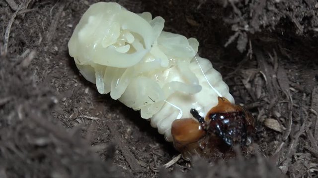 Stag Beetle larva pupate Dorcus titanus Sumatra