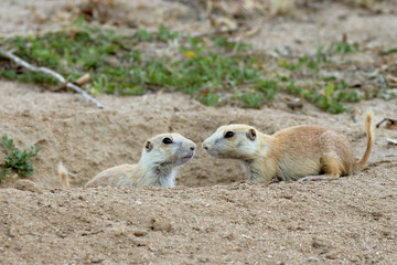 Juvenile Prairie Dogs