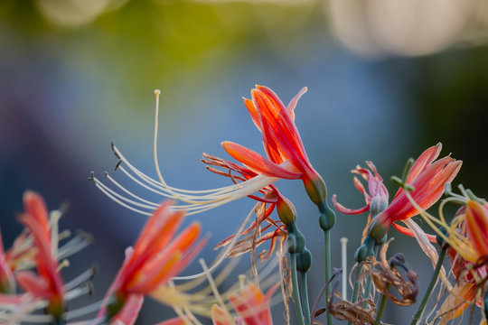 Closeup Eucrosia bicolor flower, species of plant found in Ecuador and Peru.