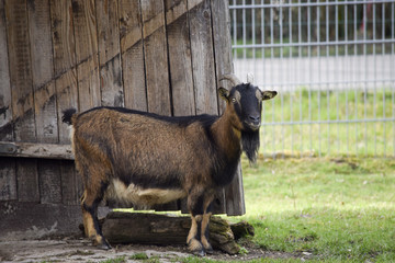 billy-goat watching his area