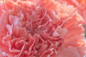 Carnation Close Up