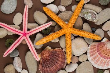 Seashell and starfish background