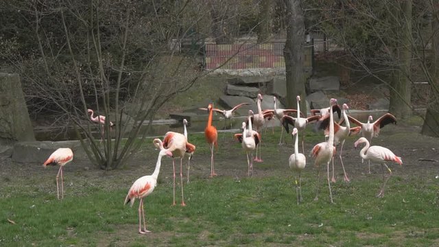 Flock of flamingos on the catwalk, slow motion