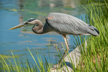 Great Blue Heron
