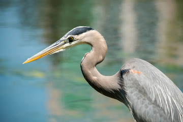 Great Blue Heron