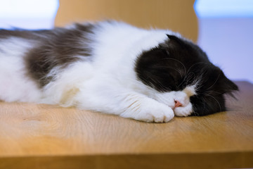 Sleeping cat on wooden table