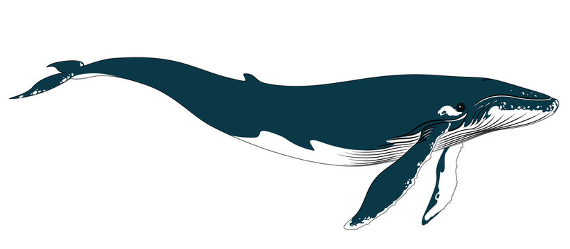 Realistic big blue whale on a white background.