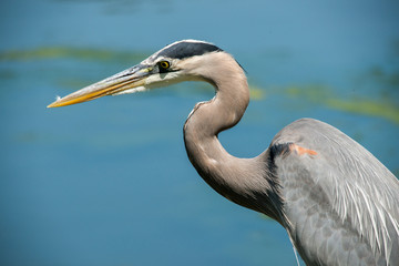 Great Blue Heron