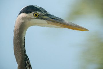 Great Blue Heron