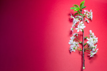 Fototapeta na wymiar Blooming morello cherry branch on red paper background 