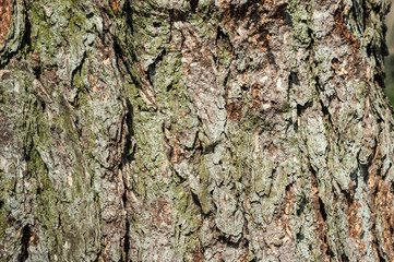 Bark of pine tree