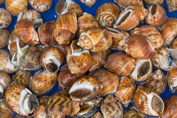 Fresh Spiral babylon snail at a market, selective focus