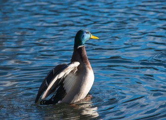Fototapeta premium Erpel der Stockente (Anas platyrhynchos) schlägt im Wasser mit den Flügeln, Bergpark Wilhelmshöhe, Kassel, Hessen, Deutschland