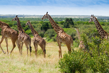 Naklejka na ściany i meble Giraffes herd in Masai Mara National Park Kenia