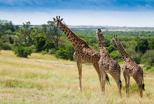 Giraffes herd in Masai Mara National Park Kenia