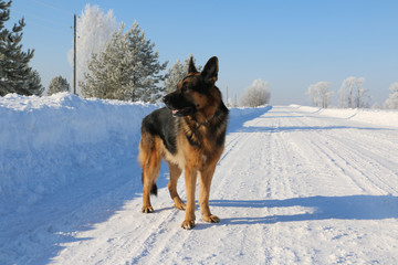 German shepherd dog on snow in winter day