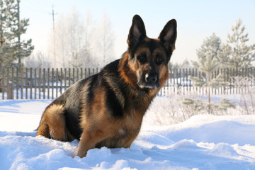 German shepherd dog on snow in winter day