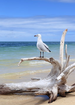 流木にとまるカモメ