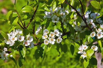 Pear varieties Czyzewskaya