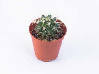 cactus in mini plastic pot, white background