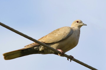  Eurasian Collared Dove on wire, Streptopelia decaocto
