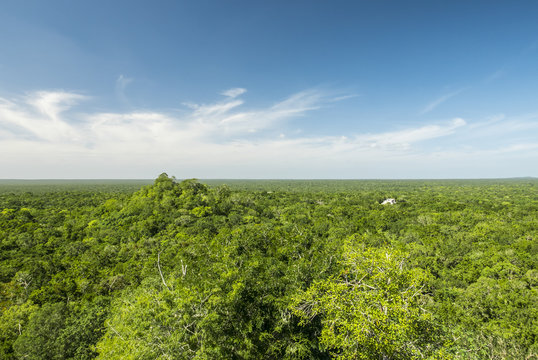 jungle from above, calakmul biosphere reserve in yucatan mexico