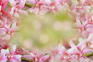 beautiful pink flower border on abstract nature bokeh, spring background in pastel tone 