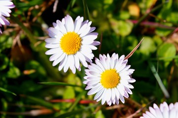 Obraz premium Two daisies