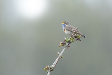 Bluethroat display