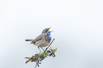 Bluethroat display