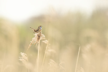 Bluethroat display